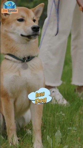 Inu Dogs 🇯🇵🐕 | Japan’s Most Loyal & Legendary Dog Breeds #InuDog #shibainu