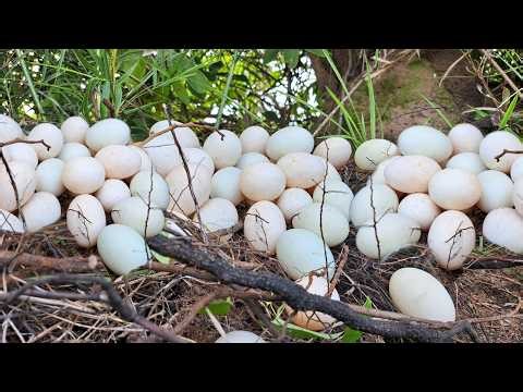 Wow wow! Pick lots of duck eggs near the water's edge, picking the best ones by hand.