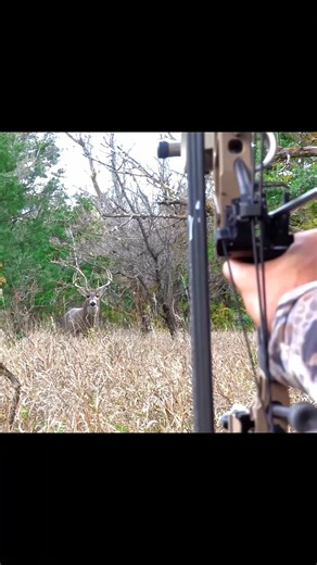 Elk stand front of me best shot #bowhunting #harehunting #chase #hunting