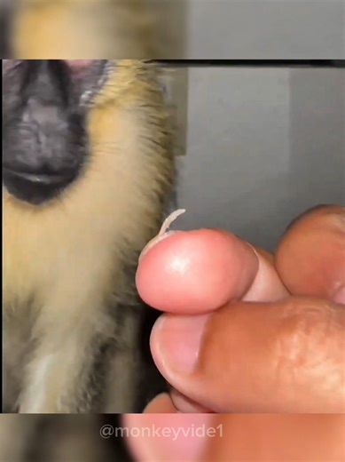 The Heartwarming Bond of Monkeys in ASMR Grooming