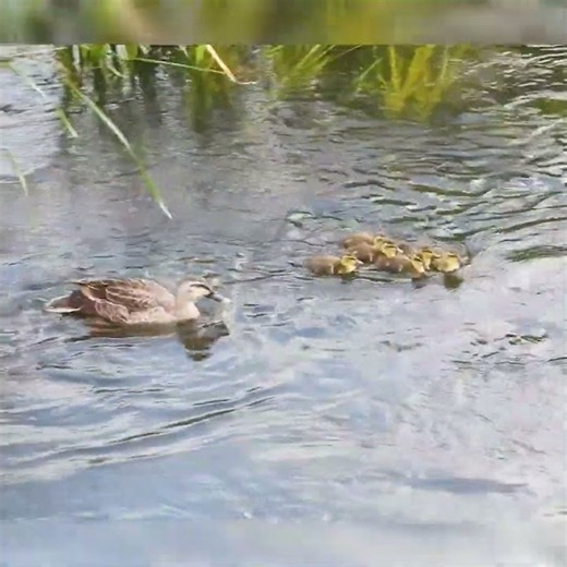 Mom, Hurry Up! The Ducklings Left Without Her 😂