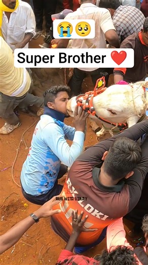 Two Bulls Unfortunately Dash 😔 But Bulls Safe 👍#jallikattu2025#runwithvinay#jallikattubulls