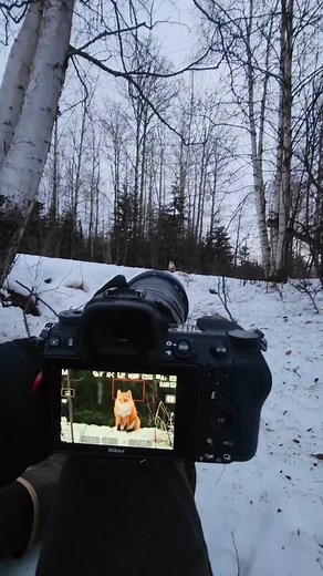 Art Daily Dose | This nature photographer from Homer, Alaska captures the untamed beauty of the north with remarkable detail. His work spans from a tiny... | Instagram