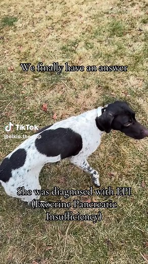 Understanding EPI in Dogs: Elkie's Journey