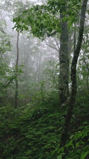 Relaxing Rain & Foggy Forest#short