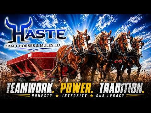 “You Won’t Believe What These Belgian Horses Pull… 💪🐴”