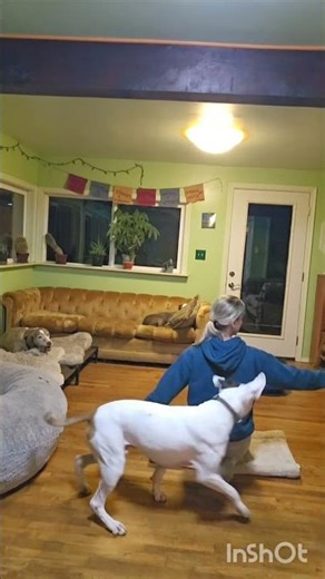 Dog Trick Challenge: Jump Over My Arms!