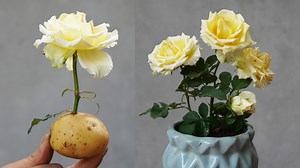 39K views · 1.6K reactions | Discover the secret to growing roses from cuttings with potatoes | DIY Balcony Garden | Facebook