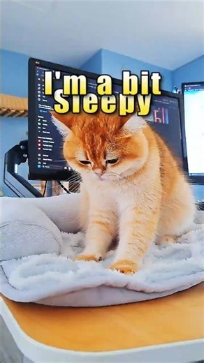 I'm a bit sleepy - British Shorthair Cat