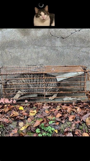 Cat trap #cat #trap