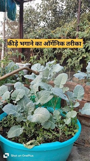 Aphid Control: The Organic Way