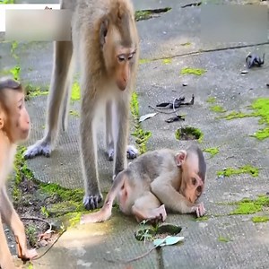 1.7K views · 57 reactions | Three big monkeys bully little monkeys. The little monkey could only lie still and endure | Jessica Day | Facebook
