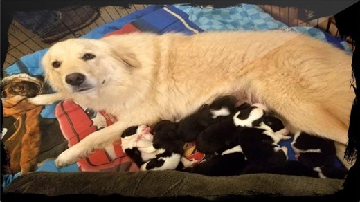 Grieving Dog Mom Finds Hope Again When Introduced to Orphaned Puppies
