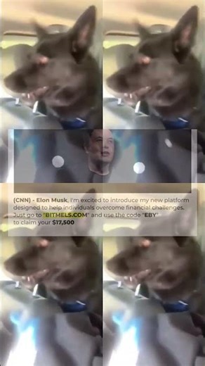 A Spectacular Show of Animal Entertainment 🤩 The Best Funny and Cute Moments 222s