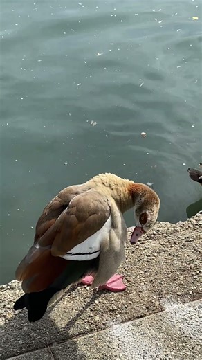 Two Egyptian Goose 🪿 and one coot #egyptiangoose #coot #subscribe #shorts #trending #viral