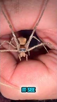 TOP 5 Spiders That Look Like They’re From Another Planet 👽