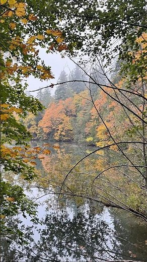 the brilliance of Fall... #earth #nature #forestwhispers