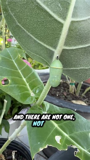 Monarch Butterfly Chrysalis: Day-by-Day Transformation