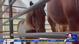 The Utah State Fair barnyard