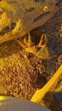 Chili's big molting day yeehaw! He wanted to shower ya'll how it's done 💪😤