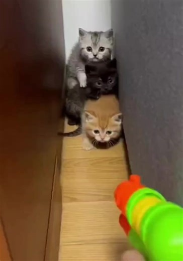 Understanding Kitten Behavior and Care