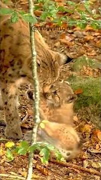 Exploring the Lynx: Behavior, Habitat, and Conservation
