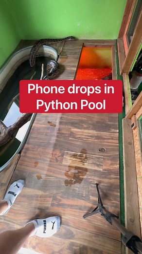Phone Drops In Python Pool!!! 😱🐍📱