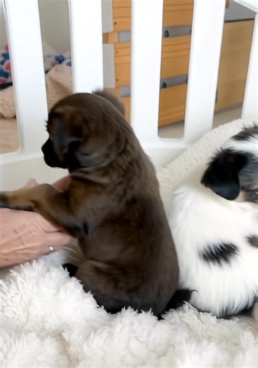 ✨ Exciting News! ✨ Our adorable Chihuahua puppies are now 8 weeks old and full of love, energy, and cuddles!  They’re growing fast, showing off their playful personalities, and can’t wait to find their forever homes. Stay tuned for more updates and cute puppy pictures—you won’t want to miss them!  | Cecil Chihuahua Puppies Home | Facebook