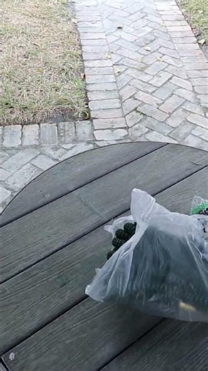 Flexi Hose pipe PLUS Expandable Garden Hose 🌿 | 50ft No-Kink Hose with 8-Function Nozzle