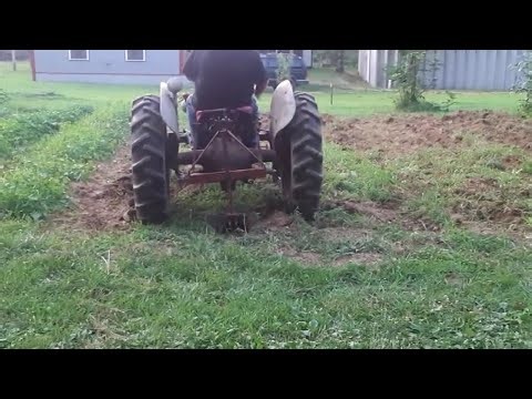 Digging Potatoes With The 8n Ford! Growing In Middle Tennessee