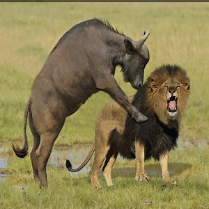 169K views · 695 reactions | Lions vs Cape Buffalo | Whats Animals | Facebook