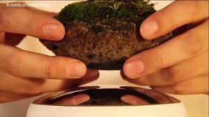 33K views · 340 reactions | Floating Plants.... OMG!!! Come see our own new version of these in store now! Get our own unique version here--->> https://goo.gl/P2m8mW Limited numbers so be quick!!!! -->>> https://goo.gl/P2m8mW | Fun Must Have Finds by Emily | Facebook