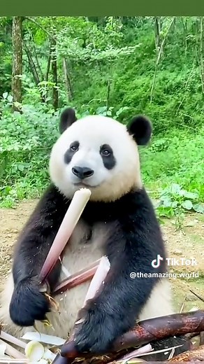 Adorable Panda Bears Eating and Playing: A Delightful Compilation