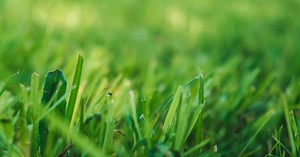 Complete guide to lawn feeding