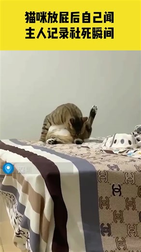 😘點主頁看更多分享的影片唷😘AMAZING CATTTTTT😘那些讓你又愛又恨的喵喵😘 #cat #pet #animal #shorts #寵物 #貓咪 #喵