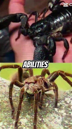 Goliath BirdEater Tarantula Vs Giant Forest Scorpion