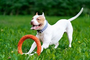 11 Common Misconceptions About Pit bulls - DogExpress