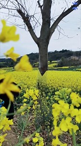 3D painting in harmony with nature | Sassy Parrot