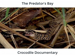 The Predator's Bay [Crocodile Documentary] | Wild Animals TV