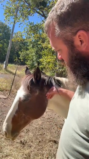 Freddy update. #rufusthebull #redfordthebull | Crush.h4b