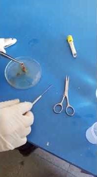 Fish Dissection#histopathology #histology#fishing #fisheries #fishing #fishhealth #animals