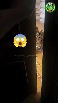 This Woman's House Was Visited by an Uninvited Guest 😱🐆