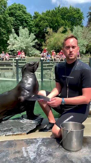 Podívejte se, jak krásně umí trénovat lachtaní samička Ronja 😉🦭 #ZooPraha #PragueZoo #fyp #furseal #foryou #zvirata #marineanimals #zoo