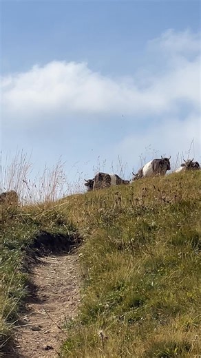 🐄 𝗠𝗲𝗲𝘁 𝗦𝘄𝗶𝘁𝘇𝗲𝗿𝗹𝗮𝗻𝗱’𝘀 𝗜𝗰𝗼𝗻𝗶𝗰 𝗖𝗼𝘄𝘀 𝗶𝗻 𝘁𝗵𝗲 𝗔𝗹𝗽𝘀 Switzerland isn’t just mountains and lakes, it’s also home to the iconic cows grazing in alpine meadows. These gentle creatures are part of local life, dairy traditions, and the famous cheese culture. Watching cows wander past wooden chalets and snow-dusted pastures is a simple pleasure that captures the country’s charm. Seeing Swiss cows in their natural setting is a perfect mix of culture and scenic beauty. | Swis