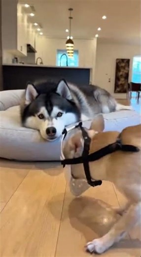 Chihuahua Wears a Mask to Scare Sleeping Husky