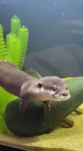 Too cute to be legal | Jellysmack