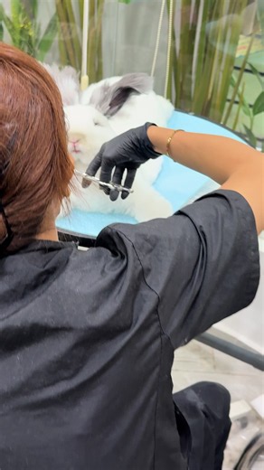 Em bé cắt xong rồi nè m.n xinh hong ạ #oreopetsalon #bichonnhatranloc #xuhuớng #tiktokvuinhon