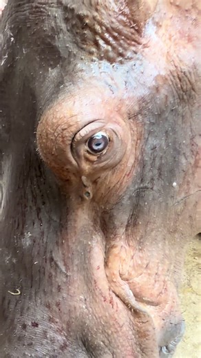 Hilarious Velociraptor Noises at Fort Worth Zoo