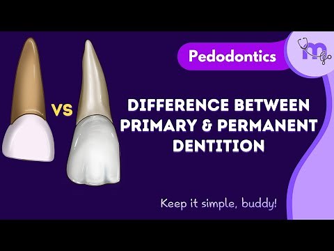 Differences Between Primary and Permanent Dentition | Pedodontics | Animated Explanation