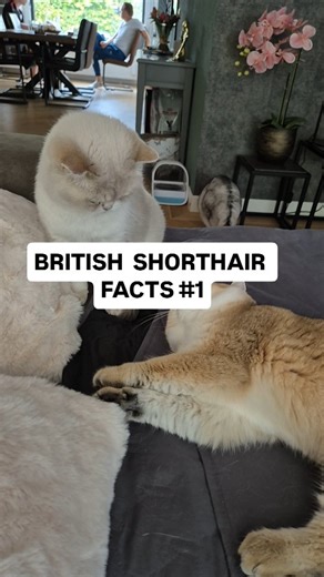 British shorthair family | British Shorthair cats prefer to be near you rather than on you. Is yours the same? I have six British Shorthairs. Three of them (Missy,... | Instagram